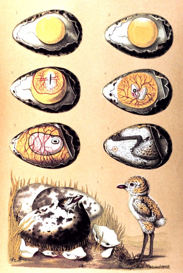 A graphic showing various stages of development in a bird egg prior to hatching.